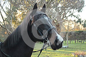 Thoroughbred Mare