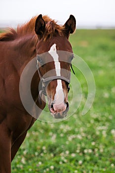 Thoroughbred Mare