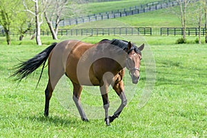 Thoroughbred Mare in a Bluegrass Pasture photo