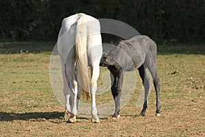 Thoroughbred mare and foal breastfeeding in the field