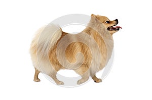 Thoroughbred Pomeranian dog isolated on white background