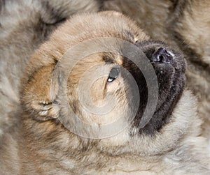 Thoroughbred puppy of a chow photo