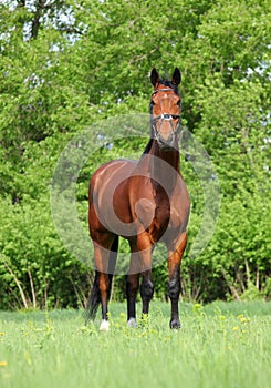 Thoroughbred race horse in nature background