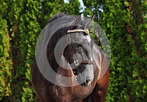 Thoroughbred race horse in nature background