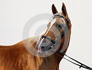 Thoroughbred race horse portrait in the stud