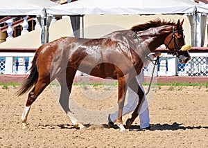 Thoroughbred red horse on awarding after a race