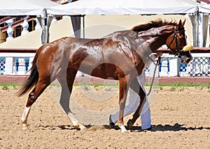 Thoroughbred red horse on awarding after a race photo