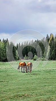 Thoroughbred red horses grazing in field next to forest. Beautiful rural landscape. Vertical photo.