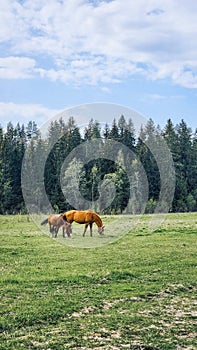 Thoroughbred red horses grazing in field next to forest. Beautiful rural landscape. Vertical photo.