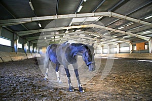 Thoroughbred saddle horse having fun in empty riders hall