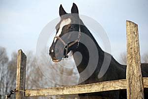 Thoroughbred saddle horse looking over the corral fence