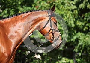 Thoroughbred sport horse with classic bridle