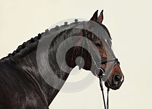 Thoroughbred sport horse with classic bridle