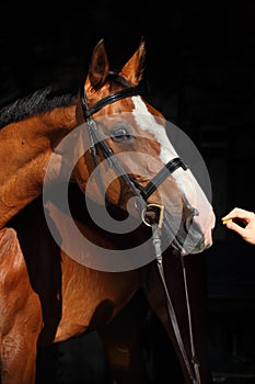 Thoroughbred sport horse with classic bridle