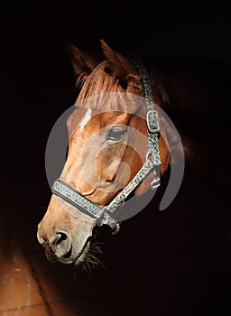 Thoroughbred sport horse with classic halter