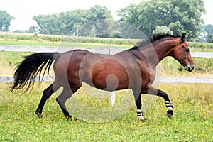 Thoroughbred stallion