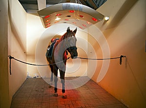 Thoroughbred stallion enjoy equine solarium on animal farm rural