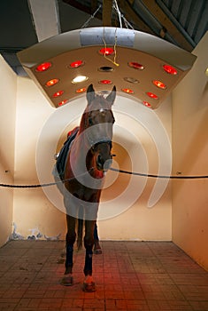 Thoroughbred stallion enjoy equine solarium on animal farm rural