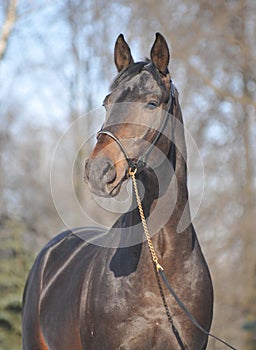 Thoroughbred stallion horse