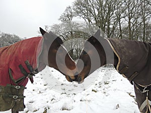 Thoroughbred and warmblood horses in winter