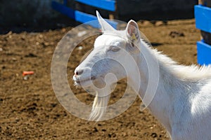 Thoroughbred white goat on a farm close-up. Breeding goats for the production of goat cheese. Goat farm