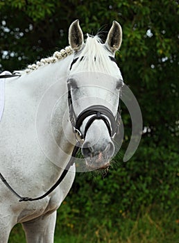 Thoroughbred white horse portrait in the stud at summer day photo