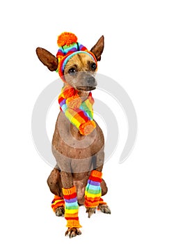 Thoroughbred Xoloitzcuintli dog dressed in a warm cap, scarf and socks