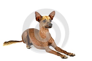 Thoroughbred Xoloitzcuintli dog isolated on white background