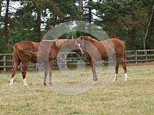 Thoroughbred Yearlings photo