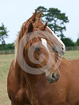 Thoroughbred Yearlings photo