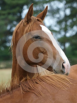 Thoroughbred Yearlings photo
