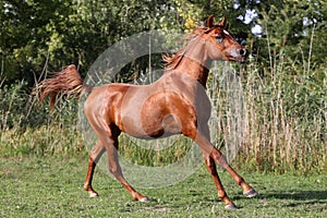 Thoroughbred young arabian stallion canter on summer corral