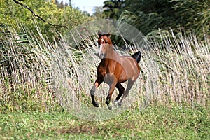 Thoroughbred young arabian stallion canter on summer meadow