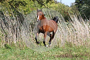 Thoroughbred young arabian stallion canter on summer meadow