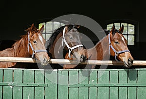 Thoroughbred young horses looking over wooden barn door in stable at ranch on sunny summer day