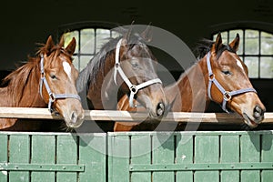 Thoroughbred young horses looking over wooden barn door in stable at ranch on sunny summer day