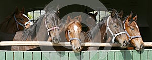 Thoroughbred young horses looking over wooden barn door in stable at ranch on sunny summer day