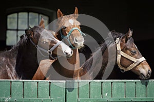 Thoroughbred young horses looking over wooden barn door in stable at ranch on sunny summer day