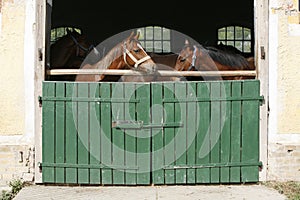 Thoroughbred young horses looking over wooden barn door in stable at ranch on sunny summer day