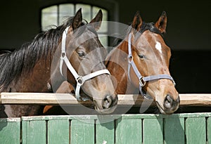 Thoroughbred young horses looking over wooden barn door in stable at ranch on sunny summer day