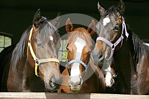 Thoroughbred young horses looking over wooden barn door in stable at ranch on sunny summer day