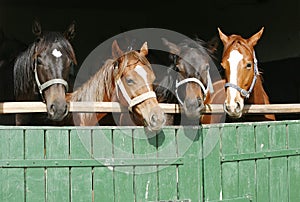 Thoroughbred young horses looking over wooden barn door in stable at ranch on sunny summer day