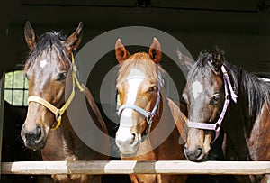 Thoroughbred young horses looking over wooden barn door in stable at ranch on sunny summer day