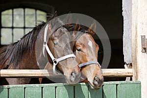 Thoroughbred young horses looking over wooden barn door in stable at ranch on sunny summer day