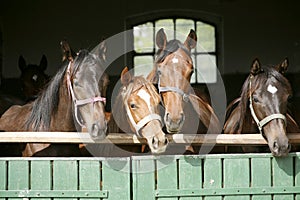 Thoroughbred young horses looking over wooden barn door in stable at ranch on sunny summer day