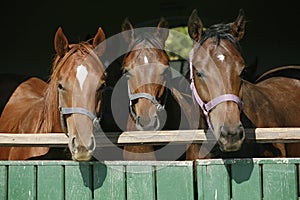 Thoroughbred young horses looking over wooden barn door in stable at ranch on sunny summer day