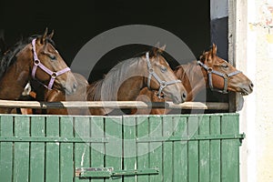 Thoroughbred young horses looking over wooden barn door in stable at ranch on sunny summer day