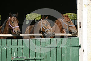 Thoroughbred young horses looking over wooden barn door in stable at ranch on sunny summer day