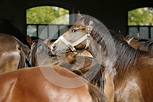 Thoroughbred young horses looking over wooden barn door in stable at ranch on sunny summer day