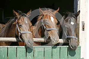 Thoroughbred young horses looking over wooden barn door in stable at ranch on sunny summer day